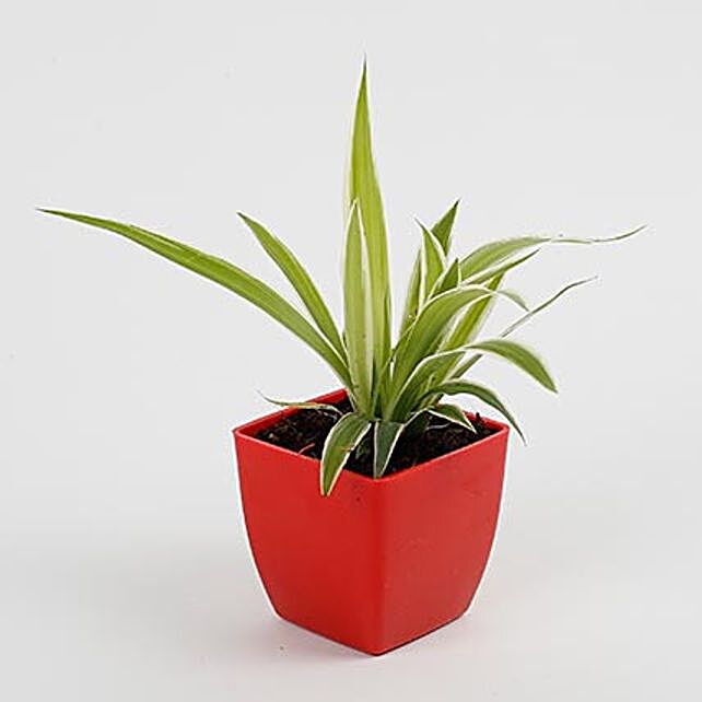 Spider Plant in Imported Plastic Pot Gift spider plant in red blossom