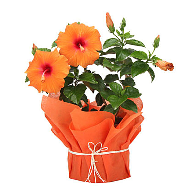 Hibiscus Plants Buy hardy Hibiscus Hibiscus Tree Online Ferns N