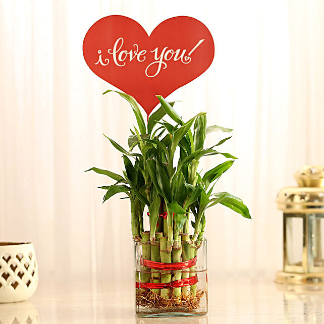 Plants For Wife | Send Plants For Wife Online in India - Ferns N Petals