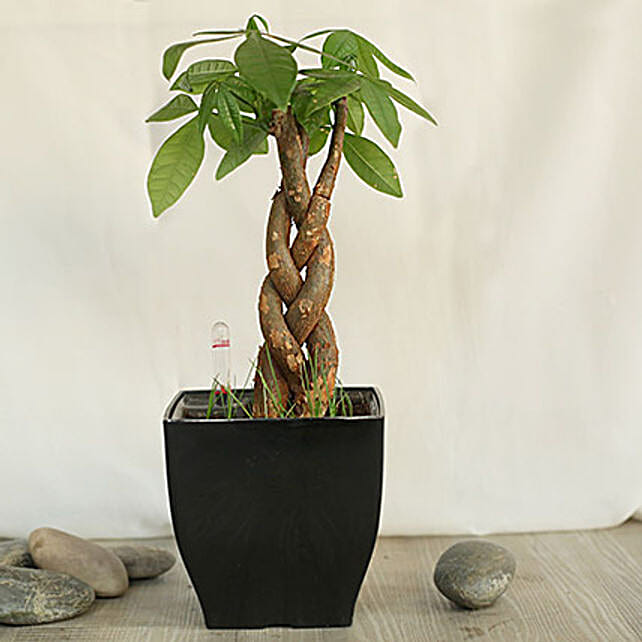 Divine Braided Pachira Bonsai Gift Braided pachira bonsai plant with