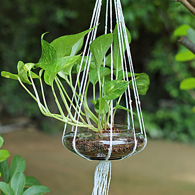 Evergreen Hanging Money Plant Terrarium Gift Home Decor Hanging Plant