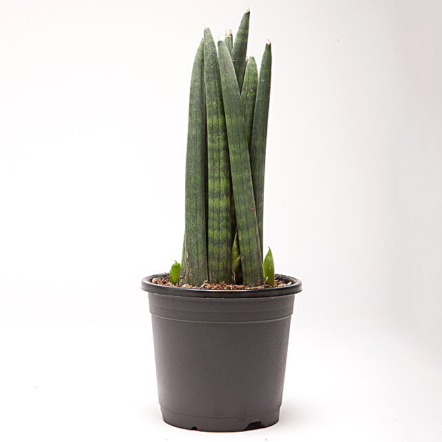 Sansevieria Cylindrica Spear Plant in Black Plastic Pot | Gift Online ...