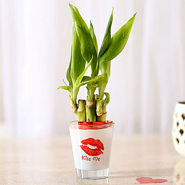 Lucky Bamboo In Kiss Me Printed Glass Vase Gift Bamboo Plant In