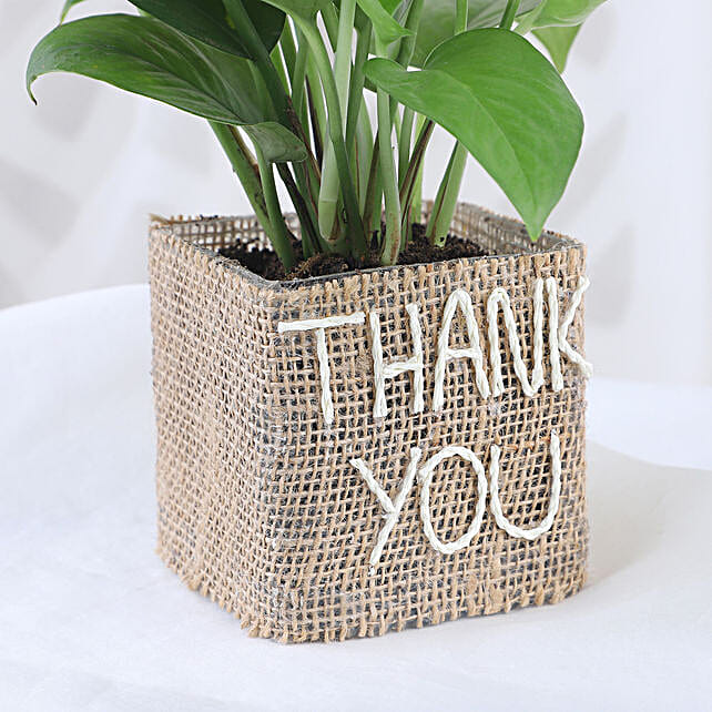 Money Plant In Thank You Vase Gift Thank You Pot Plant for Him Online
