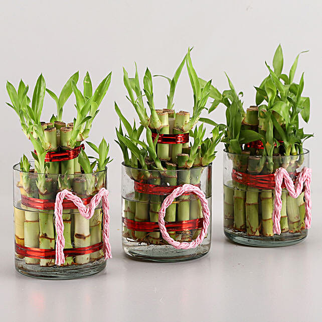 Three Lucky Bamboo Plants For Mom Gift Lucky Bamboo for mom Ferns N