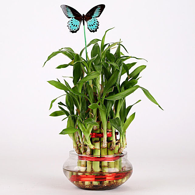 Gift Bamboo Plant In Glass Vase