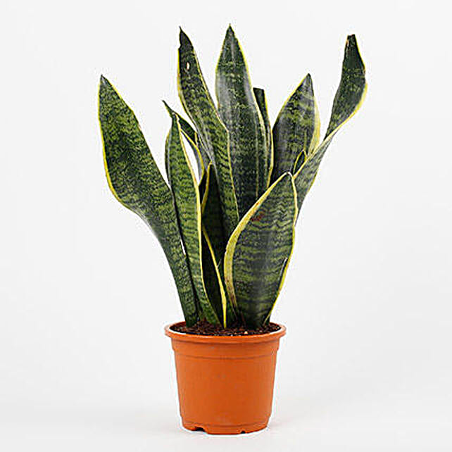 Top 8 Big Leaf Indoor Plants For Every Room In Your Casa 