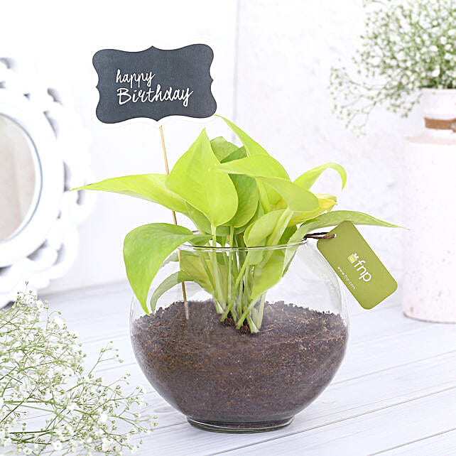 Buy Plants for Birthday Birthday Plant Online Ferns N Petals