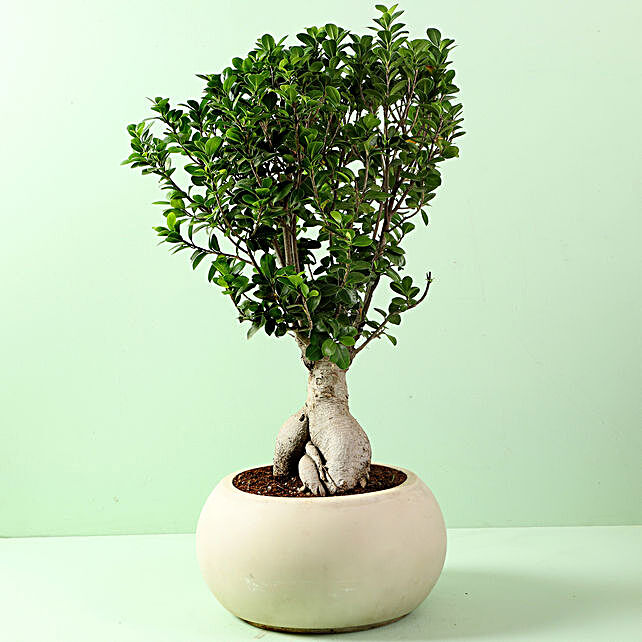 Ficus Microcarpa Bonsai  in Fiber  Pot  Gift bonsai  with 