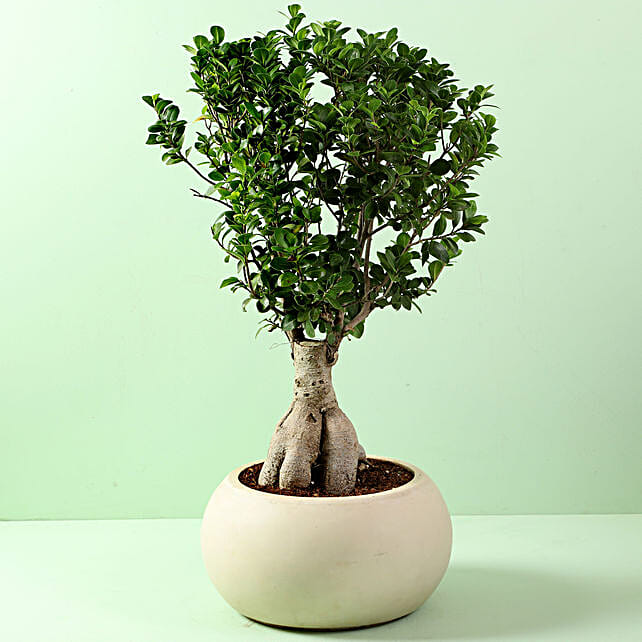 Ficus Microcarpa Bonsai  in Fiber  Pot  Gift bonsai  with 