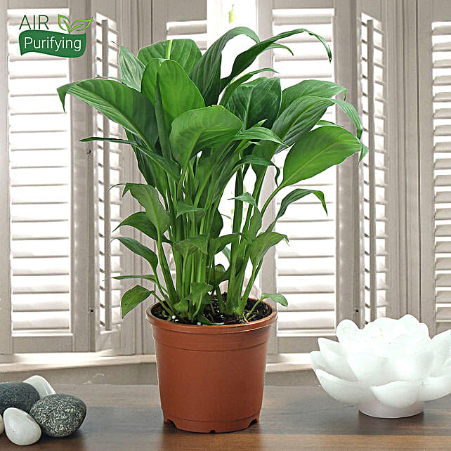 Beautiful Peace Lily Plant Gift Lily Plant Online For Home Ferns N