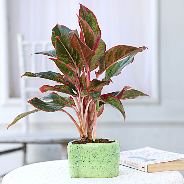  Aglaonema Lipstick  In Heart Shaped Pot Gift Online 