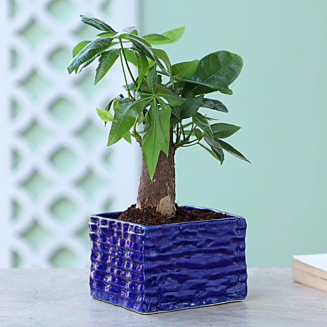 how to make a money tree for birthday