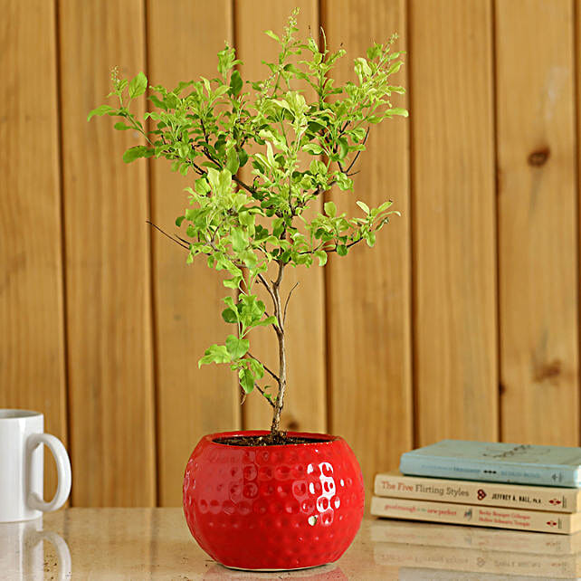Tulsi Plant In Red Pot Gift Tulsi Plant with Pot Online Ferns N Petals