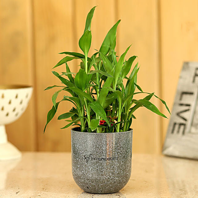 Lucky Bamboo: Know The Meaning Behind Its Number of Stalks
