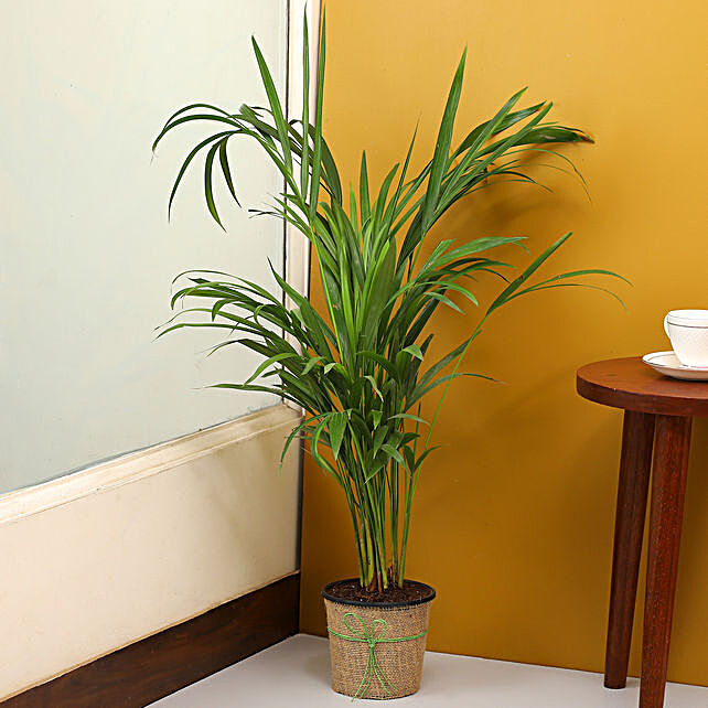 Find out about Indoor Trees that can Spruce Up your Home Décor