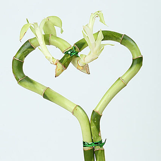 Valentine Heart Bamboo Plant Gift Heart shaped bamboo Ferns N Petals