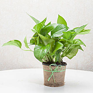 Flat Rs 50/- off on Plants Category