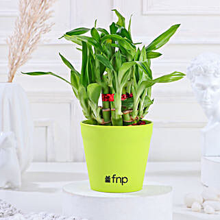 2 Layer Bamboo In Black Pot-picture-25