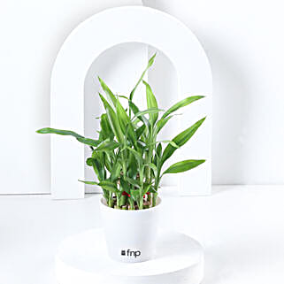 2 Layer Bamboo Plant In White Pot-picture-12