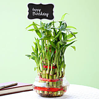 3 Layer Bamboo Plant For Happy Birthday-image-3