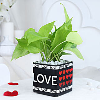 Affectionate Money Plant Haven-image-0