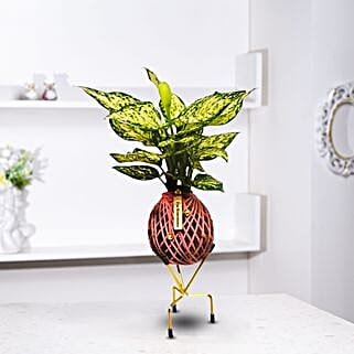 Aglaonema Plant Kokedama Style Setup-image-13