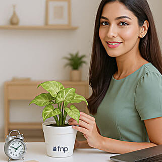 Air Purifying Syngonium Plant In Green Pot-picture-16