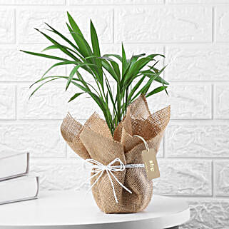 Areca Palm Plant In Black Nursery Plant Hand Delivery-picture-10