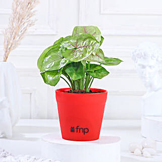 Arrowhead Syngonium In Red Pot-image-9