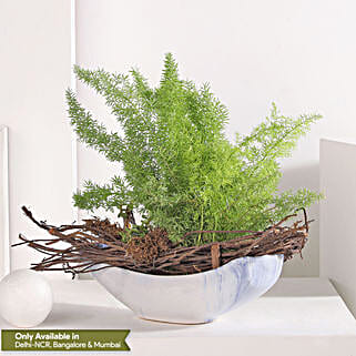 Asparagus and Jade Plant Harmony-image-14