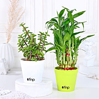 Bamboo Jade Plant Set-picture-17