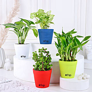Bamboo Jade Syngonium Money Plant Set-picture-31