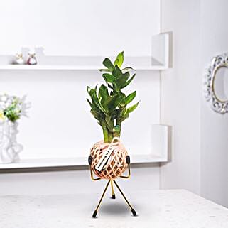 Bamboo Plant Kokedama Style Setup-picture-14