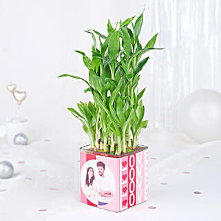 Bamboo Plant Whispers of Love-picture-39