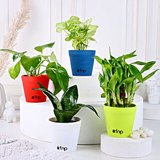 Bamboo Syngonium Sansevieria Money Plant Set-picture-39