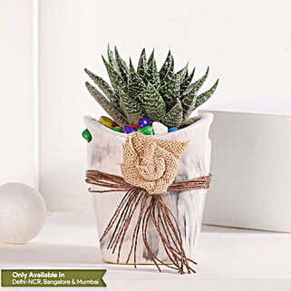 Basket of Haworthia Harmony-picture-19