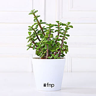 Beautiful Jade Plant in White Plastic Pot-picture-37