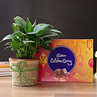 Beautiful Peace Lily Plant & Cadbury Chocolates-picture-27