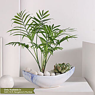 Chamaedorea and Echeveri Harmony-picture-41