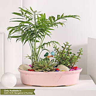 Chamaedorea and Jade Plant Harmony-picture-27