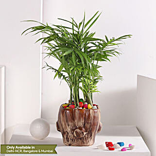 Chamaedorea Haven in Wooden Pot-picture-30