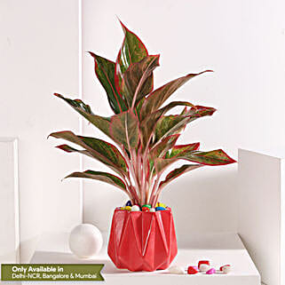 Cherry Aglaonema Delight-picture-24
