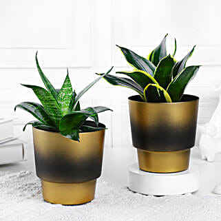 Chic Sansevieria Duo-picture-40