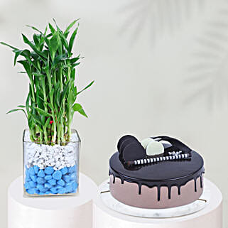 Chocolate Oasis with Bamboo Serenade-image-37