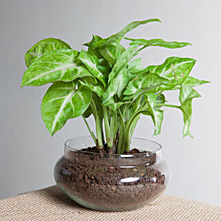 Classic Syngonium Golden Plant Terrarium-picture-26