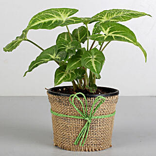 Classic Syngonium Plant-picture-28