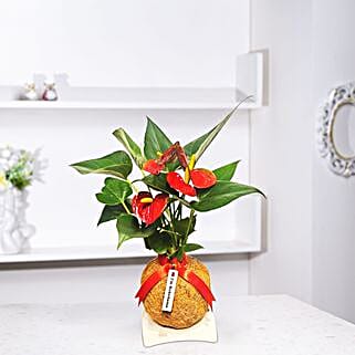 Coco Fibre Anthurium Kokedama Plant-image-6