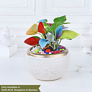Colourburst Money Plant Symphony-picture-29