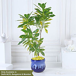 Croton Lemon Zest Delight-image-13